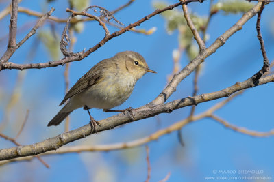 Lu piccolo - Chiffchaff (Phylloscopus collybita)