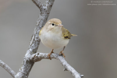 Lu bianco - Western Bonelli's Warbler (Phylloscopus bonelli)