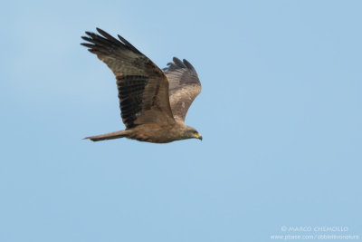 Black Kite - Nibbio bruno (Milvus migrans)