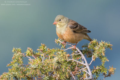 Ortolano - Ortolan Bunting (Emberiza hortulana)