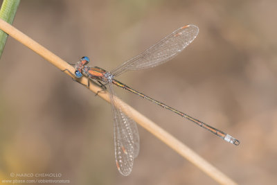 Lestes