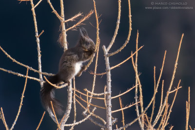 Sciurus vulgaris