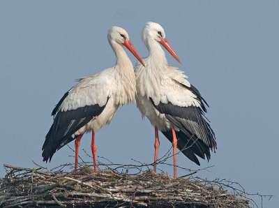 Ooievaar 5
