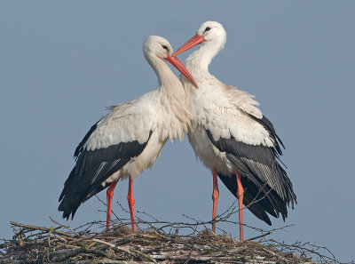 Ooievaar 6