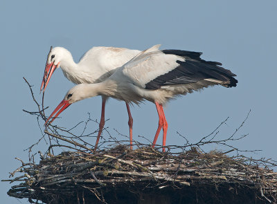 Ooievaar 9