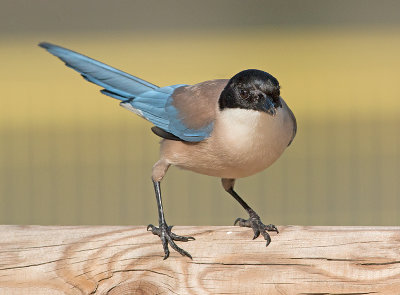 Blauwe Ekster 1