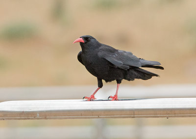 Alpenkraai 1