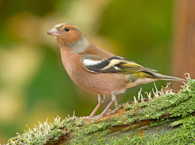 Vink 9