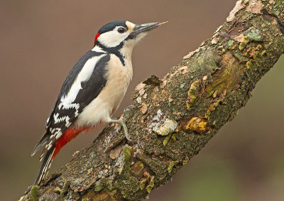 Grote Bonte Specht 4