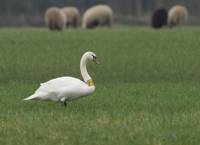 Knobbelzwaan PN07