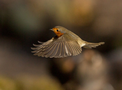 Roodborst 8