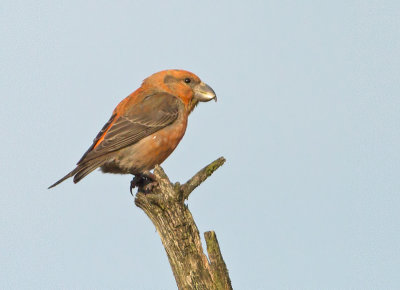 Grote Kruisbek 4