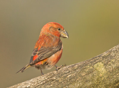Grote Kruisbek 5