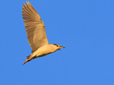 Kwak 4