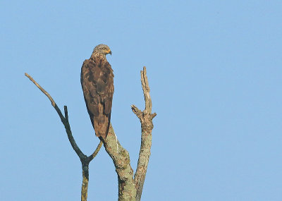 Zwarte Wouw 1