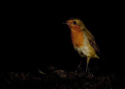 Roodborst 9
