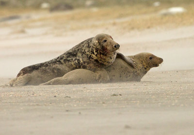 Grijze Zeehond 1