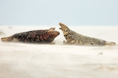 Grijze Zeehond 3