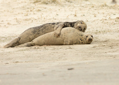 Grijze Zeehond 4