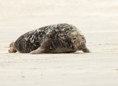 Grijze Zeehond 5