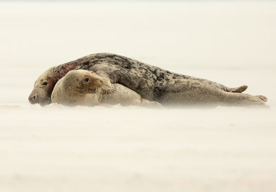Grijze Zeehond 6