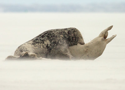 Grijze Zeehond 7