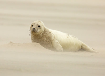Grijze Zeehond 8