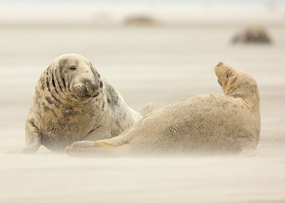 Grijze Zeehond 10