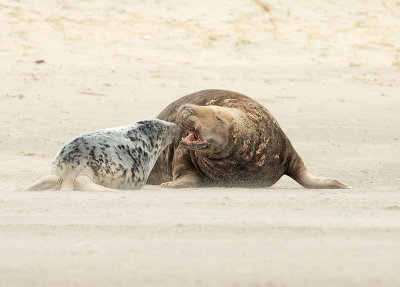 Grijze Zeehond 11