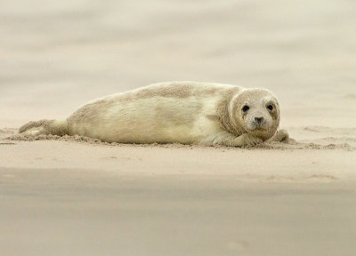 Grijze Zeehond 12
