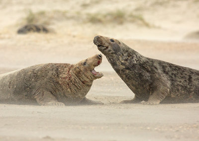 Grijze Zeehond 14