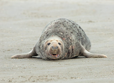 Grijze Zeehond 16