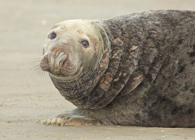 Grijze Zeehond 17