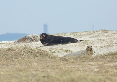 Grijze Zeehond 18