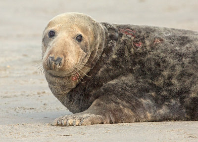 Grijze Zeehond 19