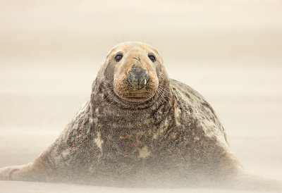 Grijze Zeehond