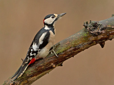 Grote Bonte Specht 9