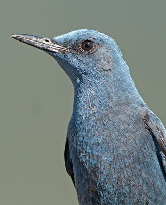 Blauwe Rotslijster 1