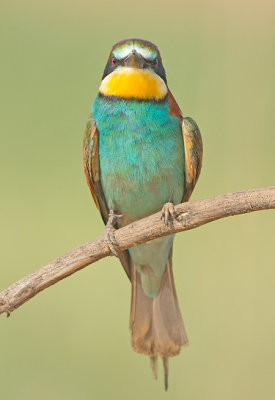 Bijeneter frontal