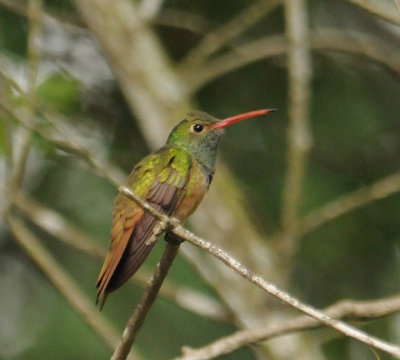Hummingbirds - 108 Species