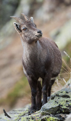 Bouquetin des Alpes - Capra ibex - Alpine Ibex