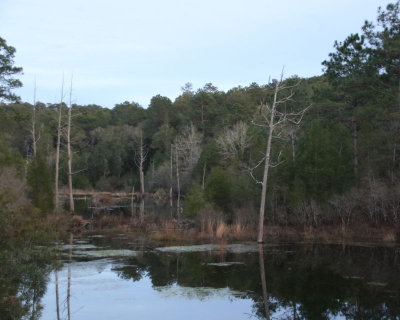 01 - POND before - IMG_4764