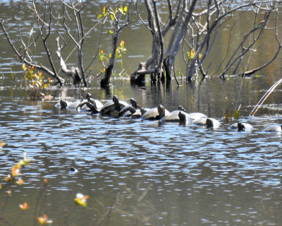 02b - 12 turtles - DSCN4636