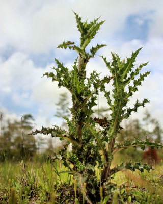 Thistle - IMG_5804 