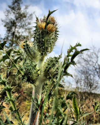Thistle - IMG_5857 