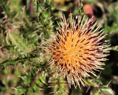 Big thistle flower - IMG_5787 
