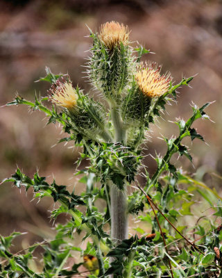 3 thistle flowers - IMG_5754