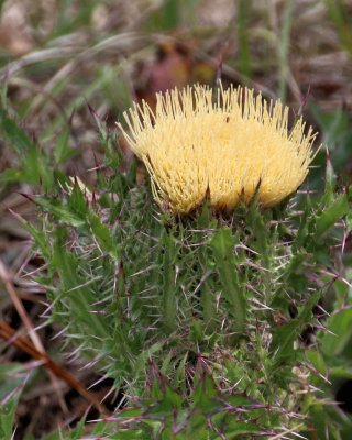 Yellow thistle - IMG_5758