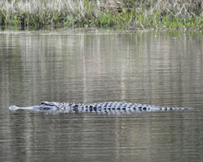 Alligator - DSCN4779