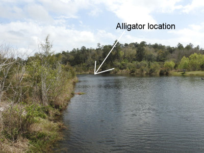 alligators_thistles_turtles